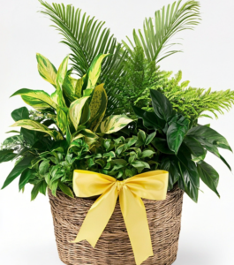 Dish Garden Plant