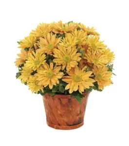 Fresh Harvest Bouquet