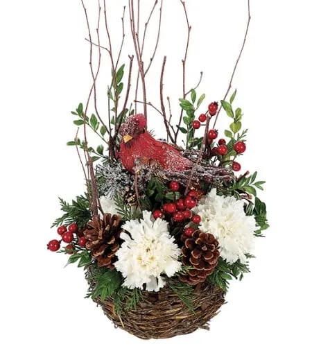 Cardinal Bird's Nest