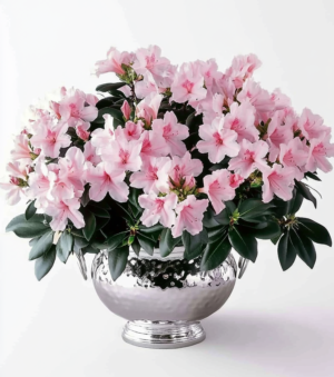 Azalea Arrangement