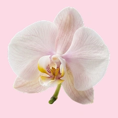 Orchids